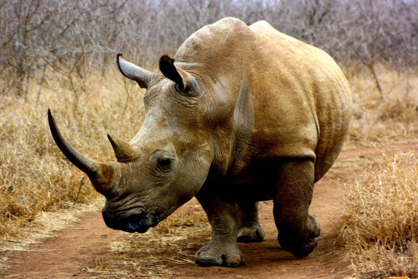 稀少收藏品种和药品亚洲犀牛角价格多少钱一克犀牛角价格一克多少钱